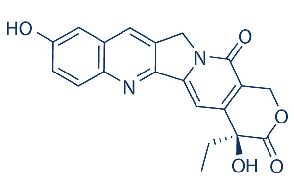 Hydroxy Camptothecine